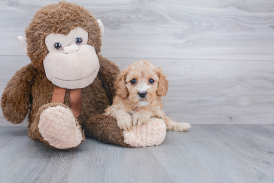 Popular Cavapoo Poodle Mix Pup