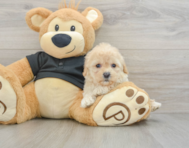 8 week old Cavapoo Puppy For Sale - Premier Pups