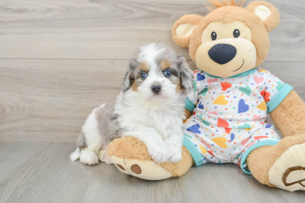 Cavapoo Puppy for Adoption