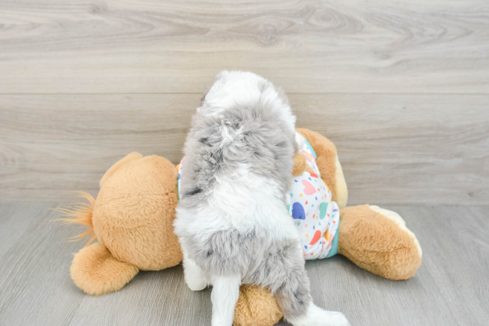 Cavapoo Puppy for Adoption