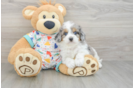 Cavapoo Puppy for Adoption