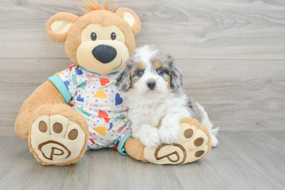 Cavapoo Puppy for Adoption