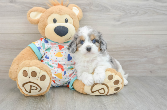 Cavapoo Puppy for Adoption