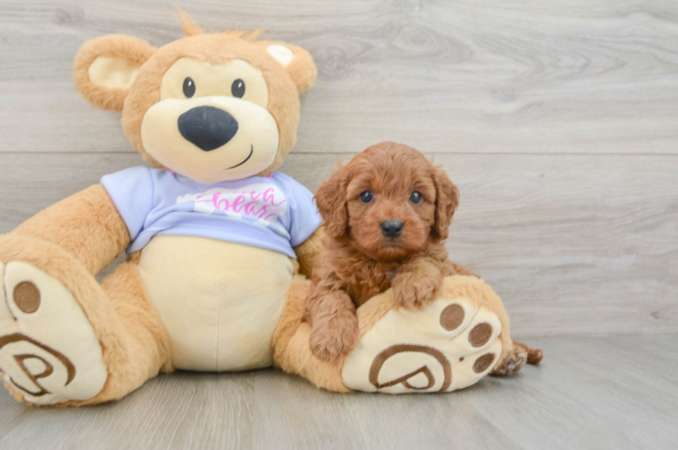 5 week old Cavapoo Puppy For Sale - Premier Pups
