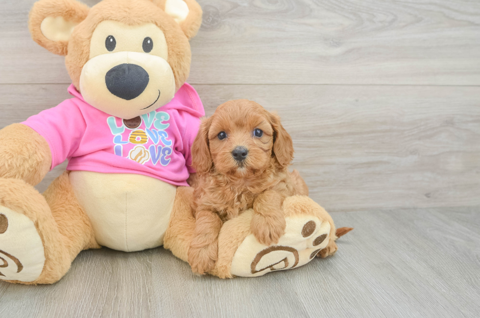 5 week old Cavapoo Puppy For Sale - Premier Pups