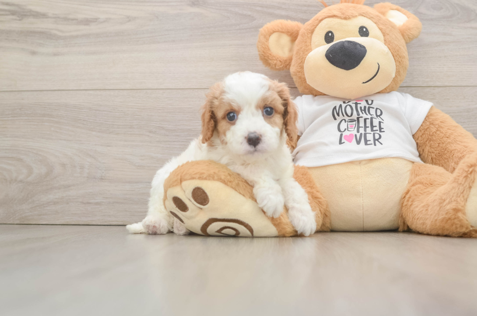 5 week old Cavapoo Puppy For Sale - Premier Pups
