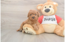 Playful Cavapoodle Poodle Mix Puppy