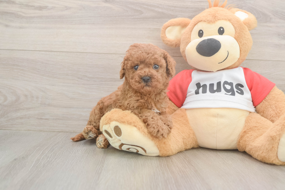Playful Cavapoodle Poodle Mix Puppy