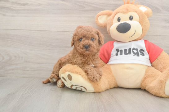 Playful Cavapoodle Poodle Mix Puppy