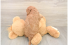 Petite Cavapoo Poodle Mix Pup