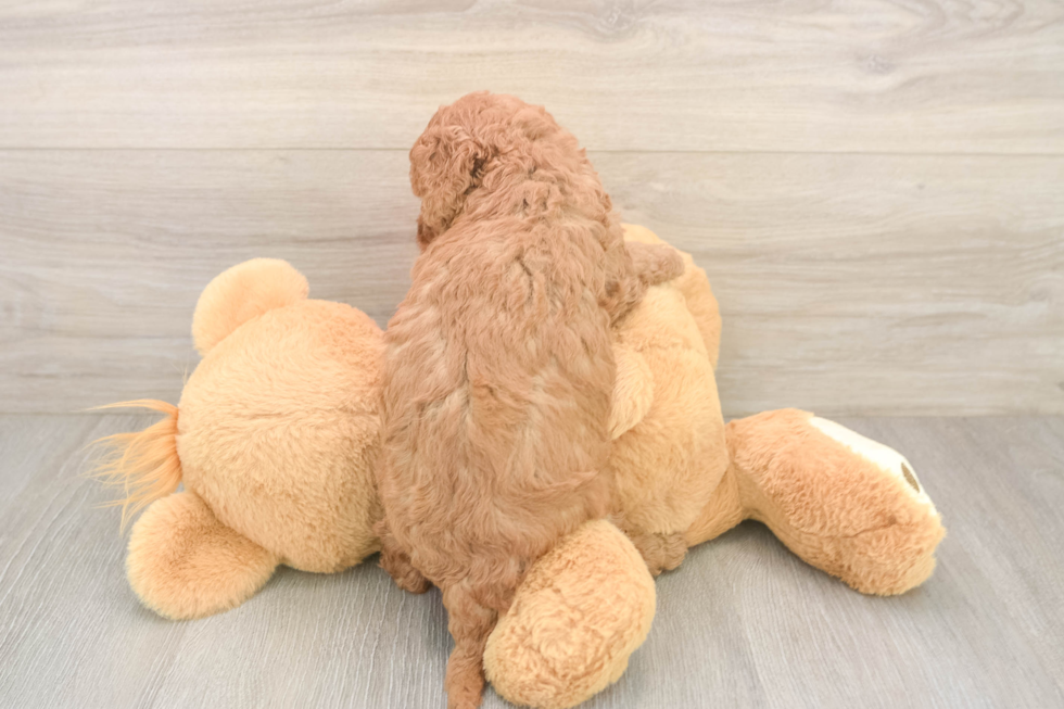 Petite Cavapoo Poodle Mix Pup