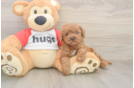 Best Cavapoo Baby