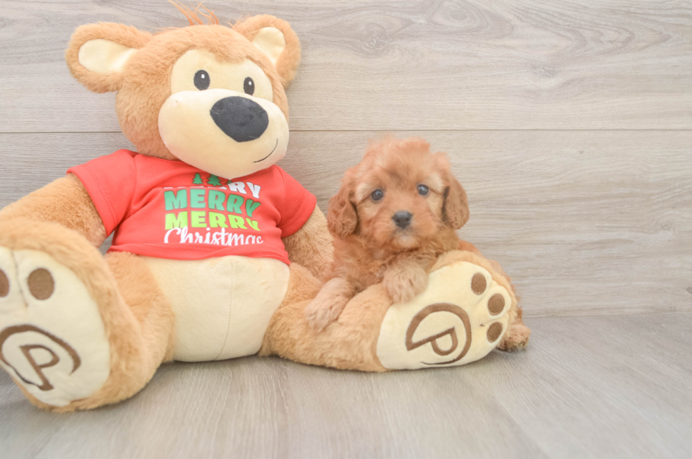 5 week old Cavapoo Puppy For Sale - Premier Pups