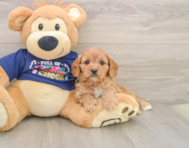 6 week old Cavapoo Puppy For Sale - Premier Pups