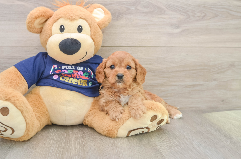 5 week old Cavapoo Puppy For Sale - Premier Pups