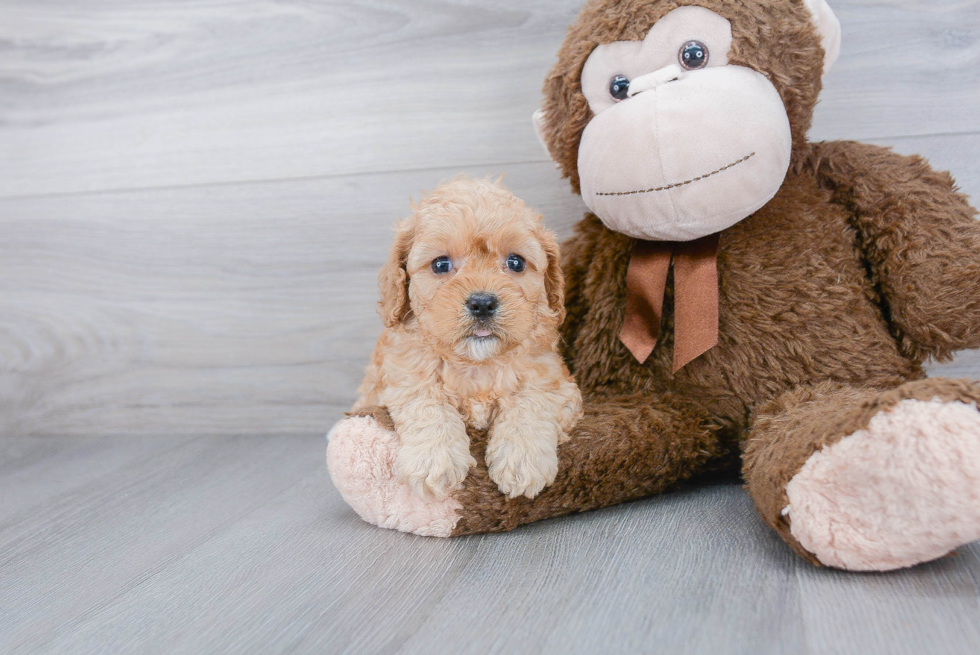 Cavapoo Pup Being Cute