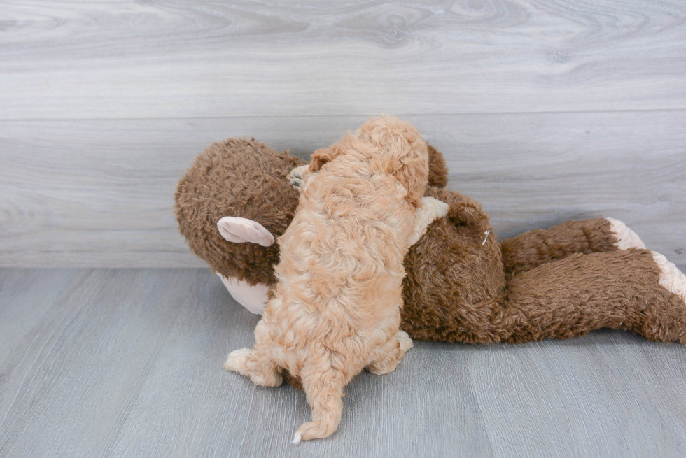 Fluffy Cavapoo Poodle Mix Pup