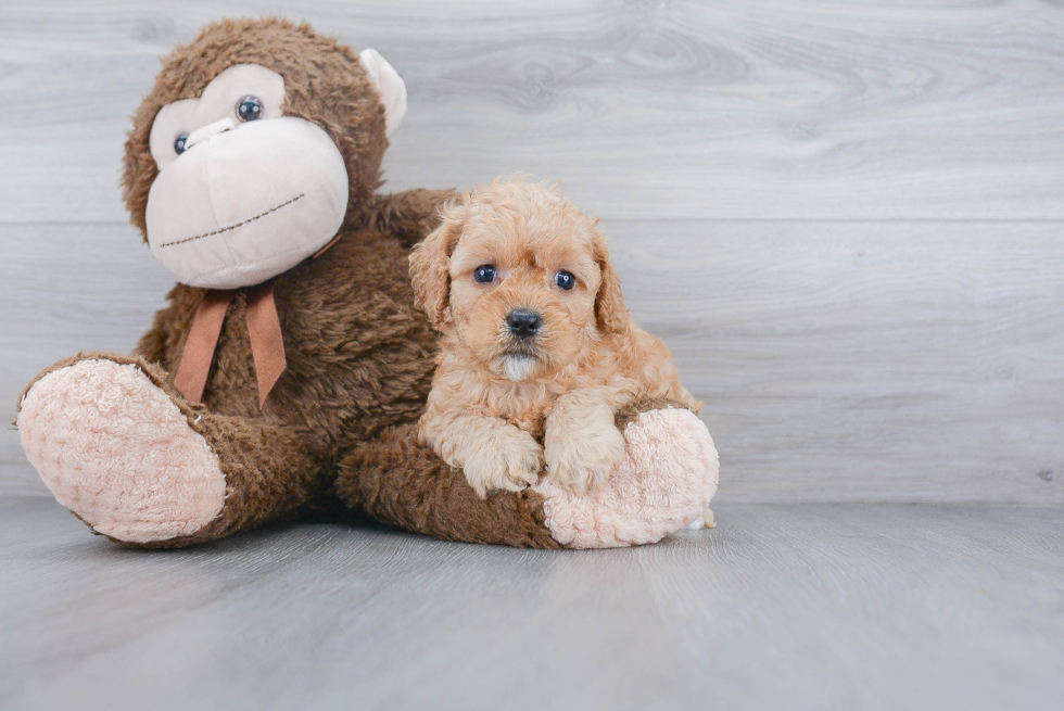 Cavapoo Pup Being Cute