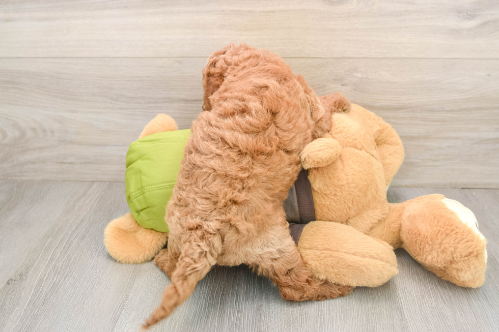 Adorable Cavalier King Charles Spaniel and Poodle Mix Poodle Mix Puppy