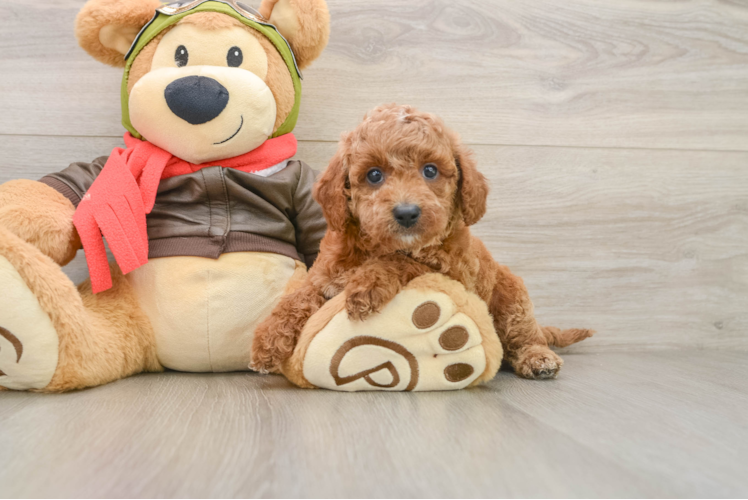Best Cavapoo Baby