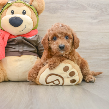 Best Cavapoo Baby