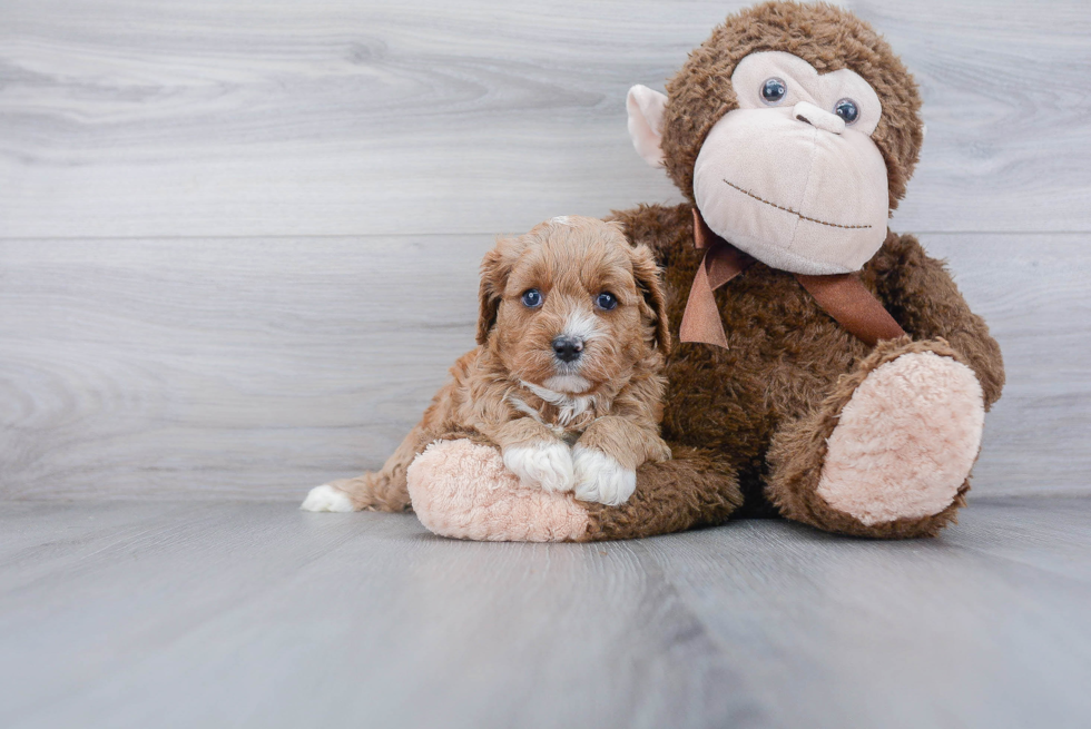 Best Cavapoo Baby