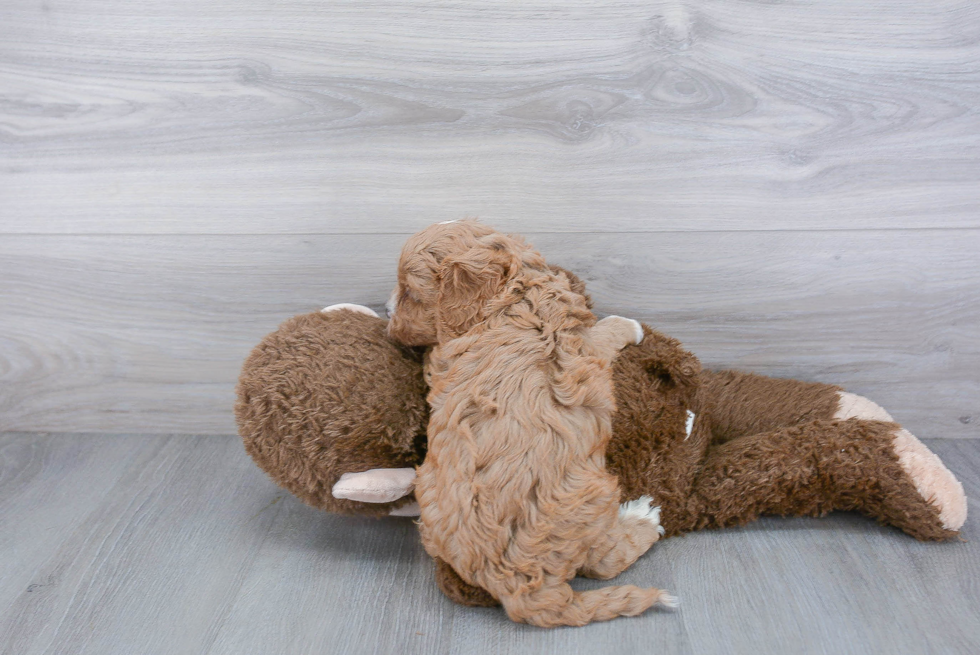 Cavapoo Pup Being Cute