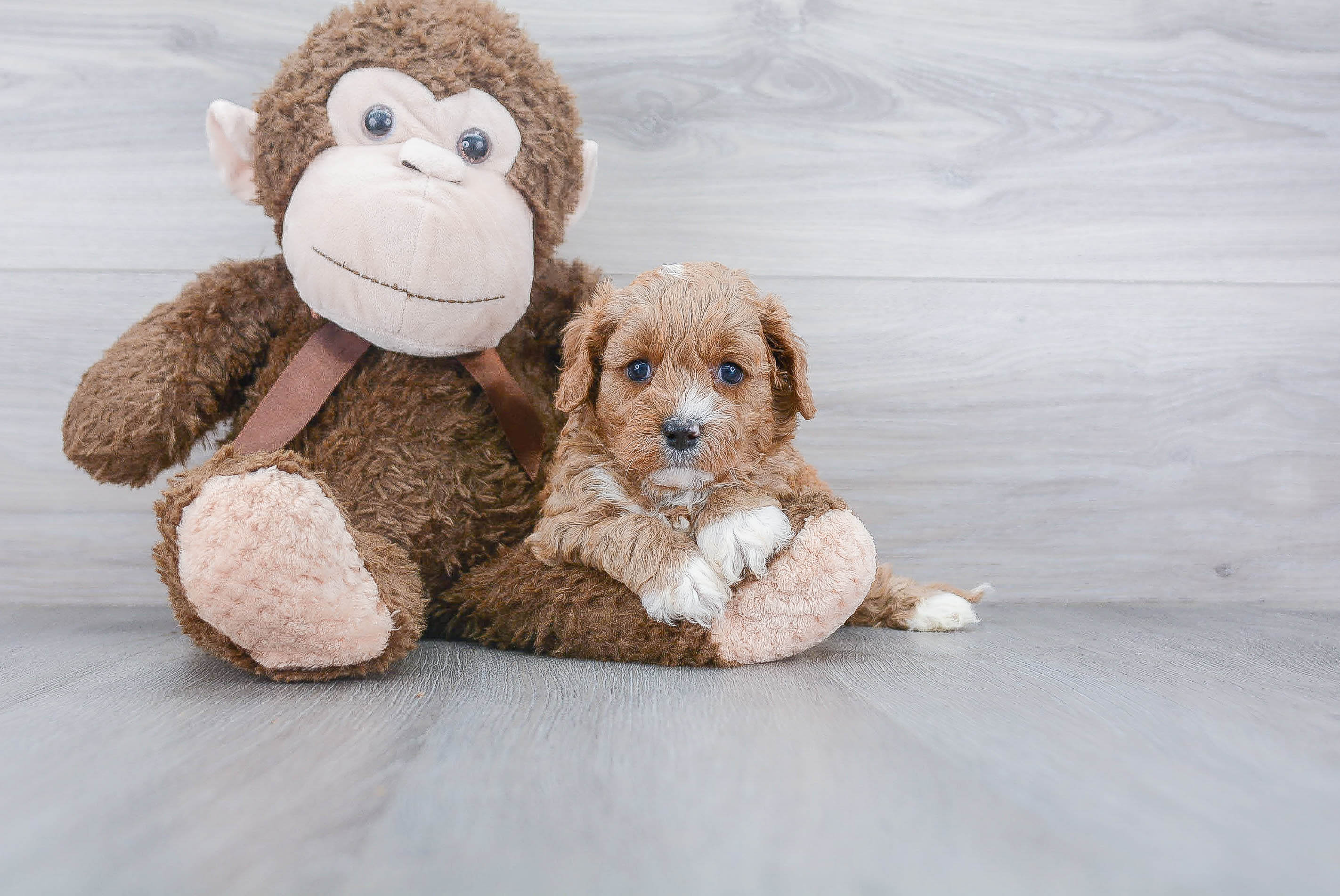 Best Cavapoo Baby