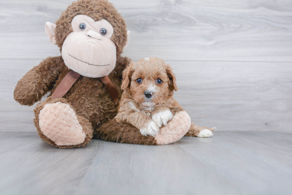 Best Cavapoo Baby