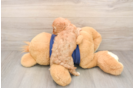 Cavapoo Puppy for Adoption
