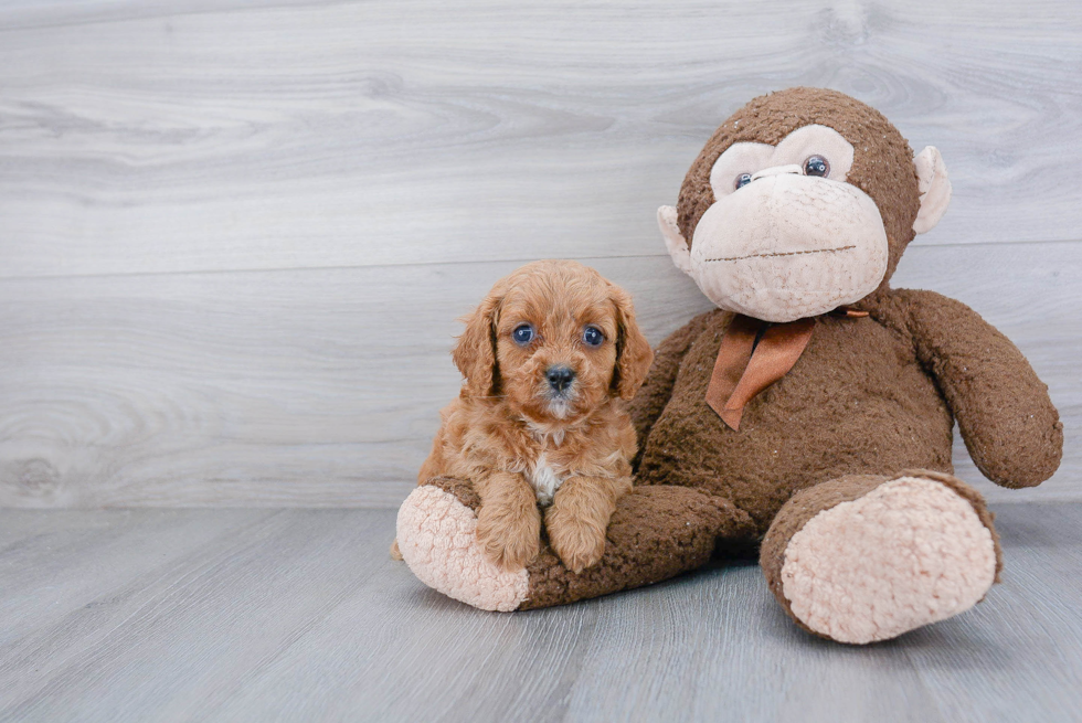 Best Cavapoo Baby