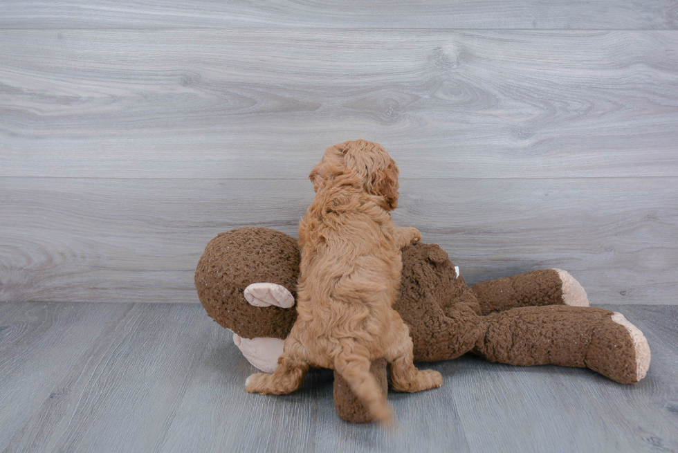 Smart Cavapoo Poodle Mix Pup