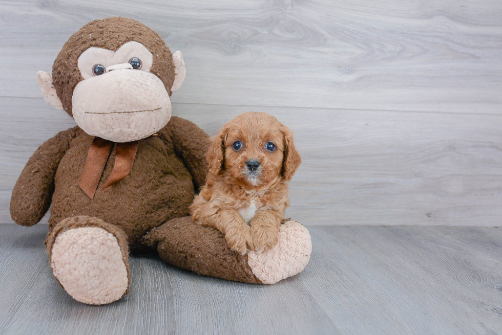 Cavapoo Pup Being Cute