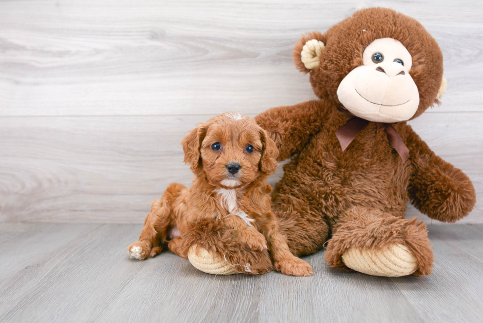 Cavapoo Puppy for Adoption