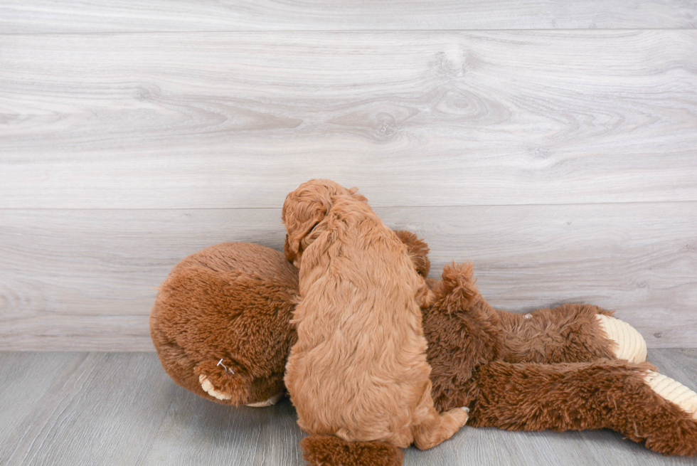 Cavapoo Pup Being Cute