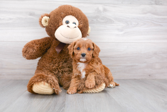 Playful Cavoodle Poodle Mix Puppy