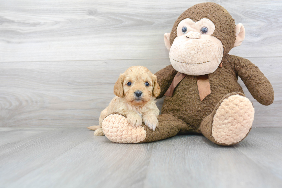 Small Cavapoo Baby