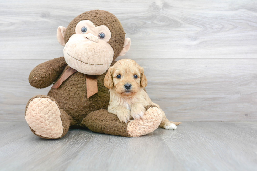 Energetic Cavoodle Poodle Mix Puppy