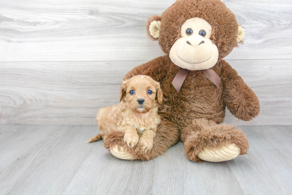 Small Cavapoo Baby