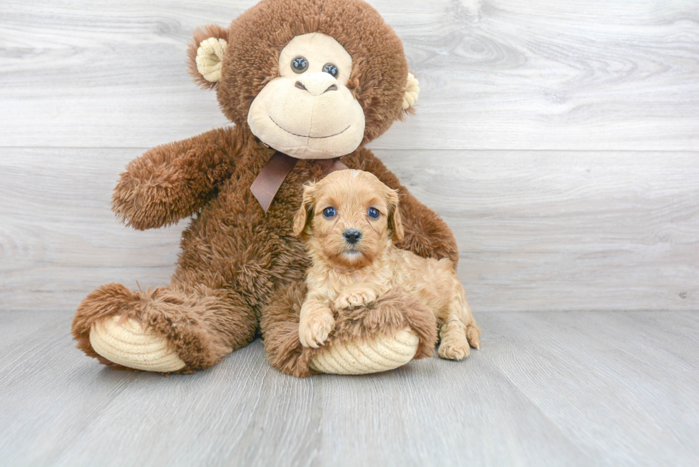 Best Cavapoo Baby