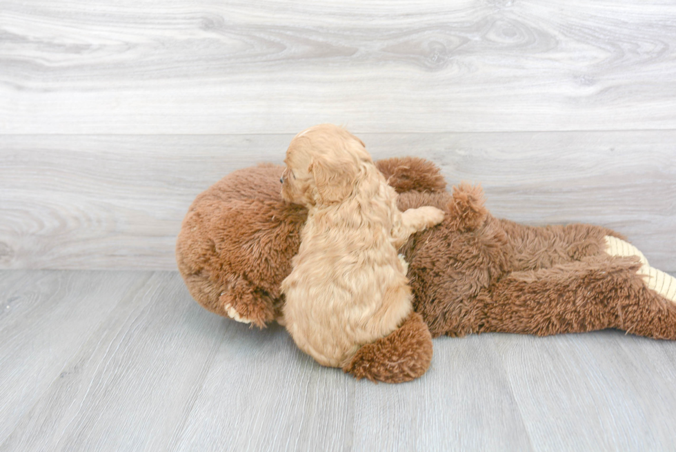 Little Cavoodle Poodle Mix Puppy