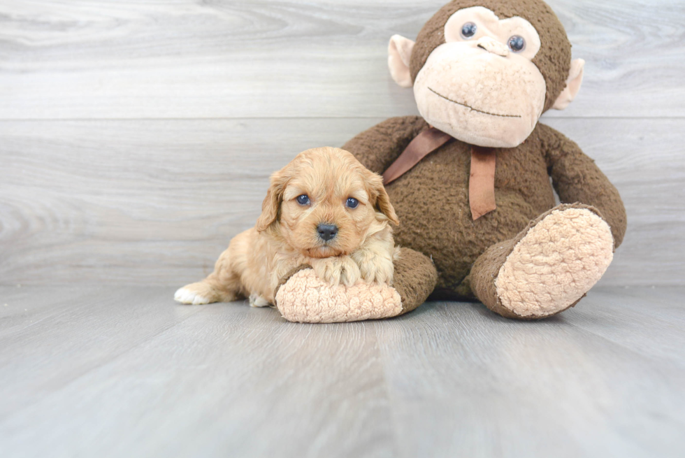 Small Cavapoo Baby