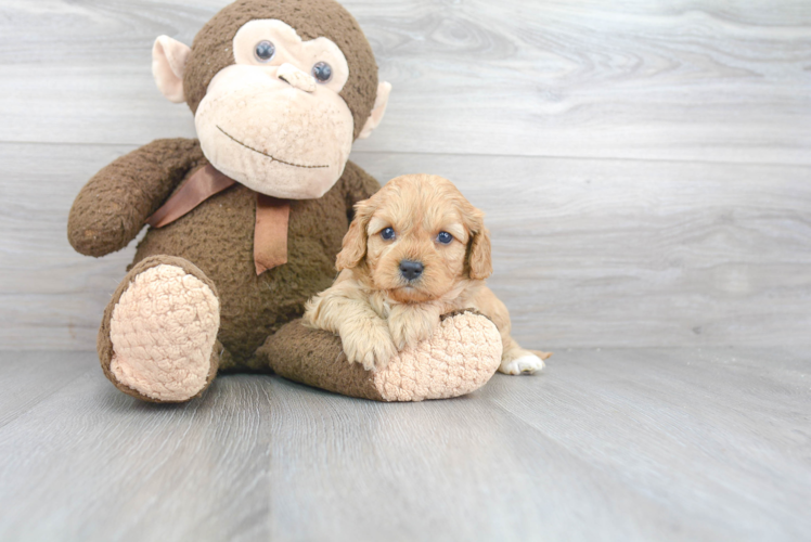 Cavapoo Pup Being Cute