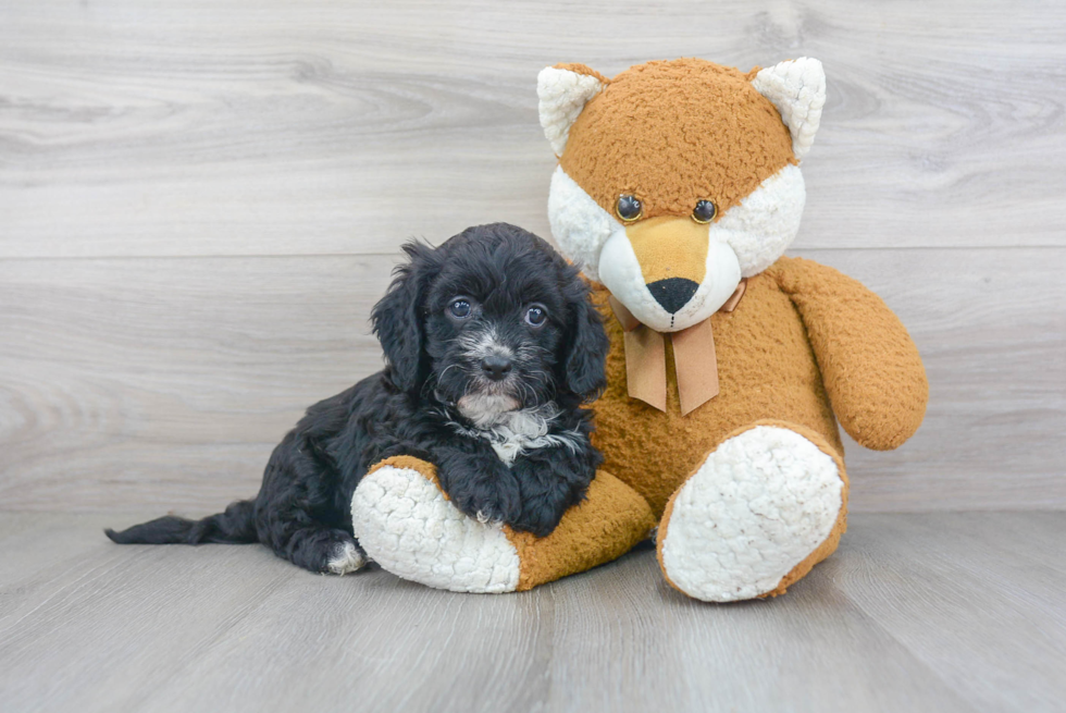 Cavapoo Pup Being Cute