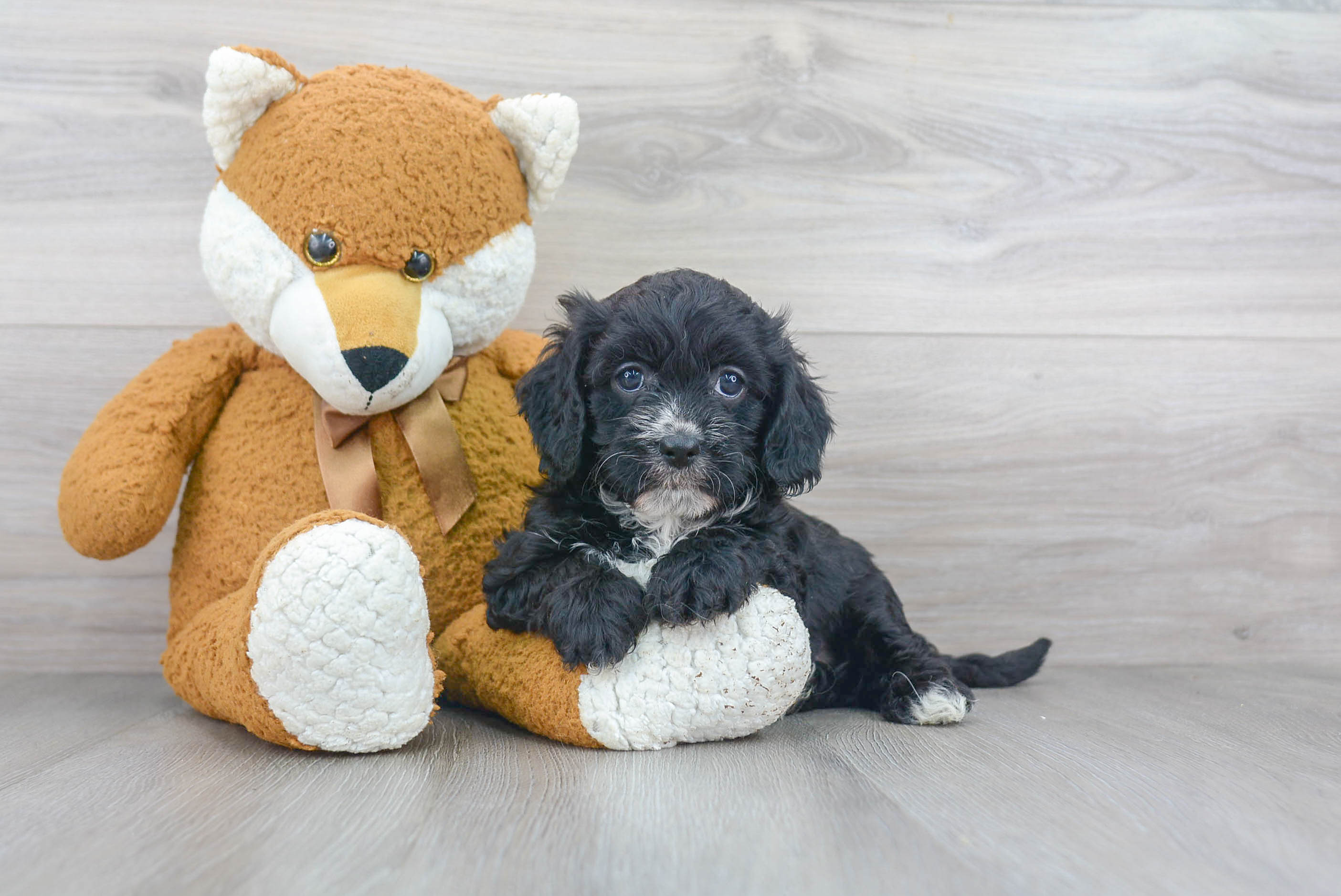 Happy Cavapoo Baby