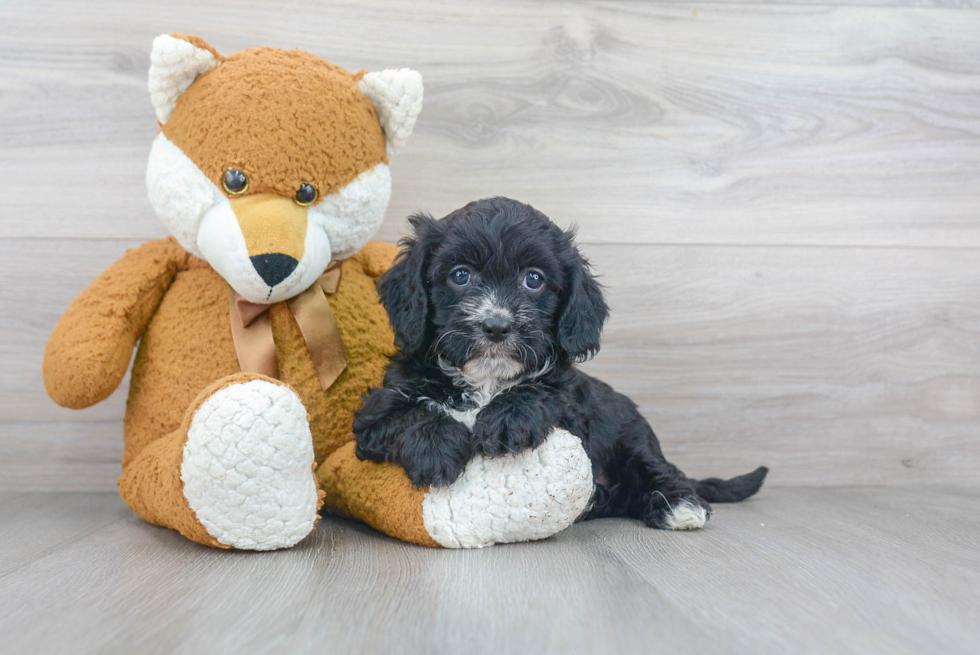 Happy Cavapoo Baby