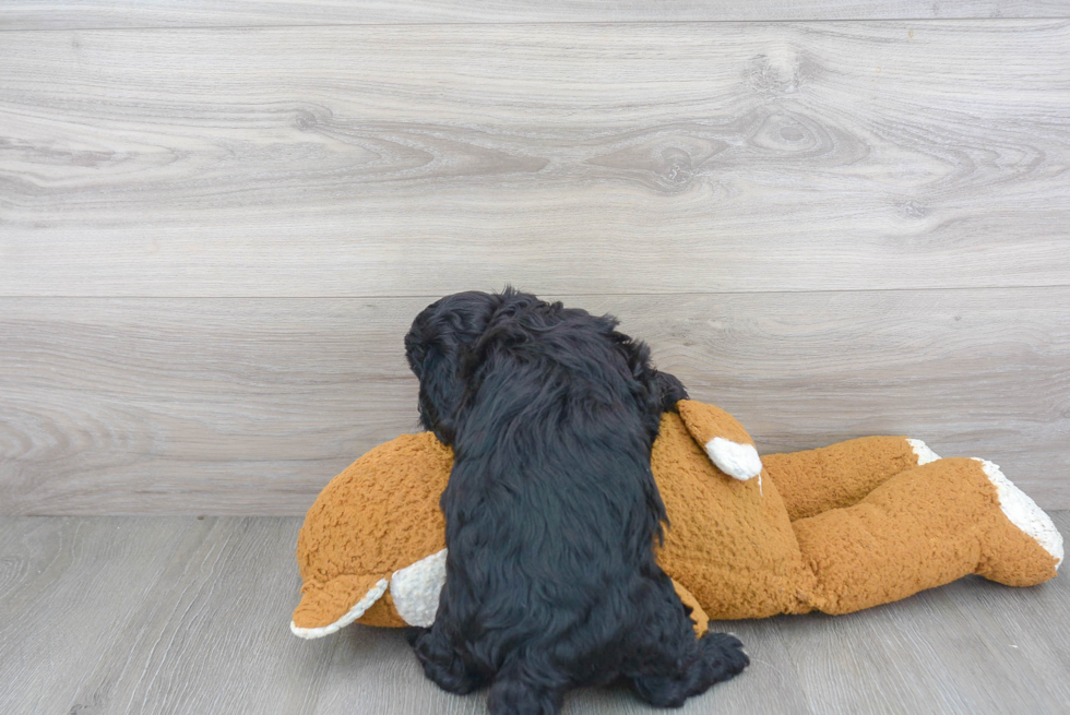 Cavapoo Puppy for Adoption