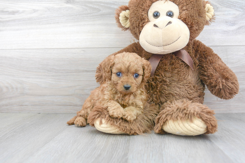 Cavapoo Puppy for Adoption