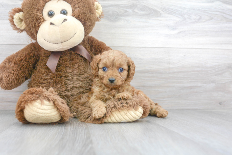 Cavapoo Puppy for Adoption