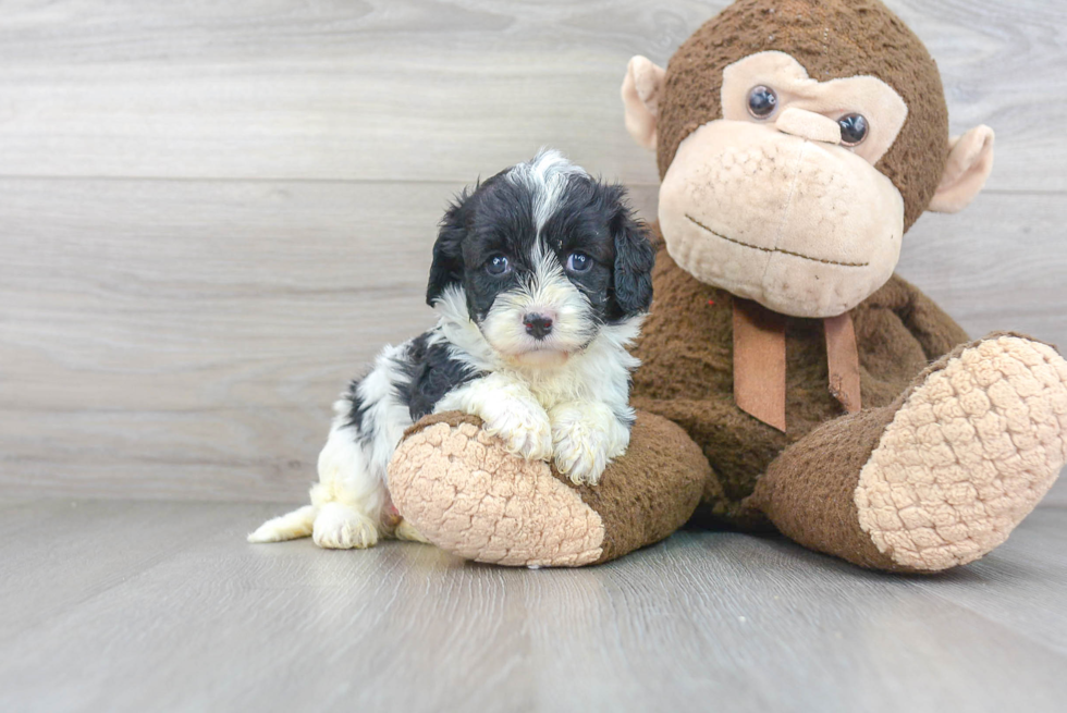 Cavapoo Puppy for Adoption